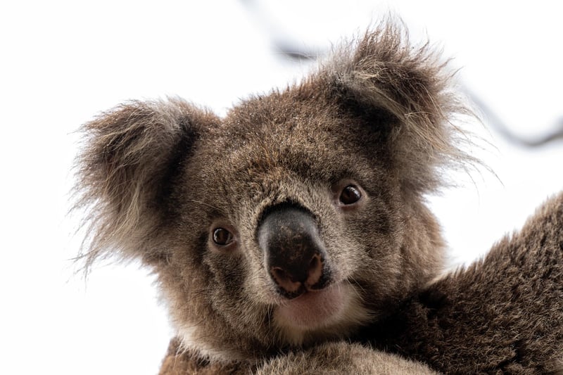 Kangaroo Meat