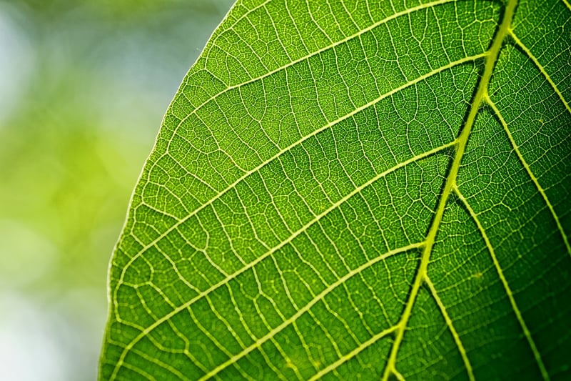 Leafy Greens