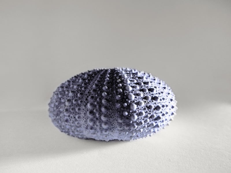 Sea Urchin